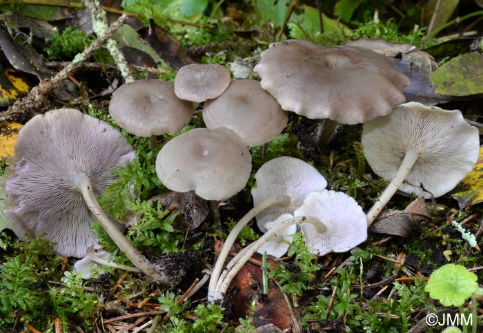 Baeospora myriadophylla