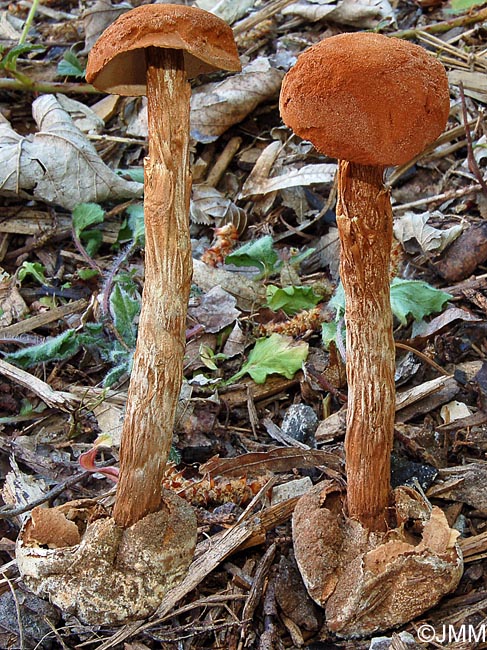 Battarraea phalloides