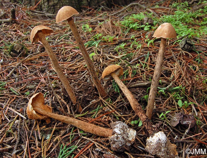 Battarraea phalloides