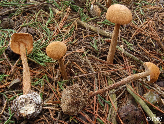 Battarraea phalloides