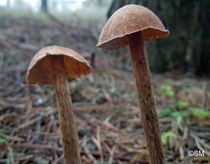 Battarraea phalloides