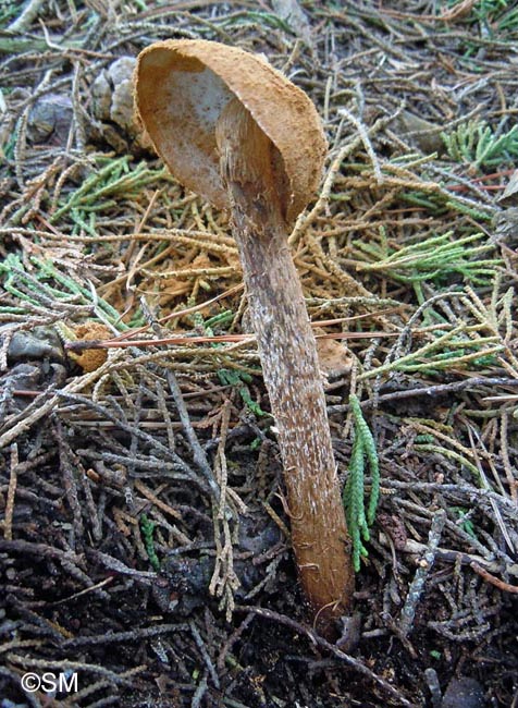 Battarraea phalloides