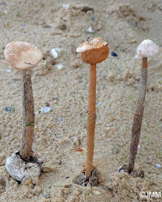 Battarraea phalloides