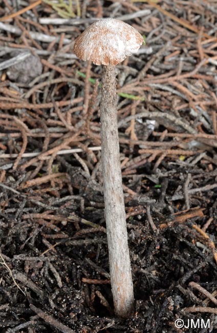 Battarraea phalloides