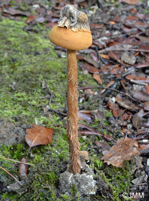 Battarraea phalloides