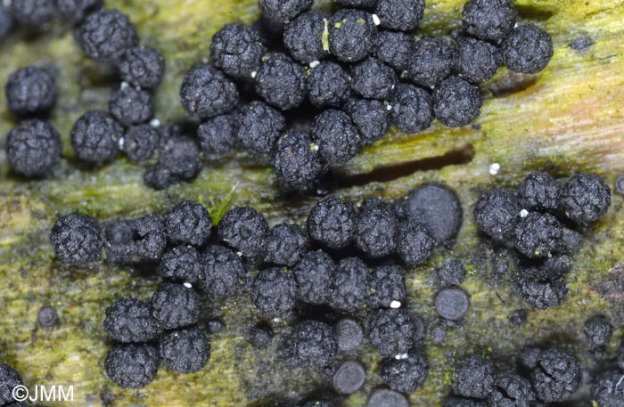 Bertia moriformis