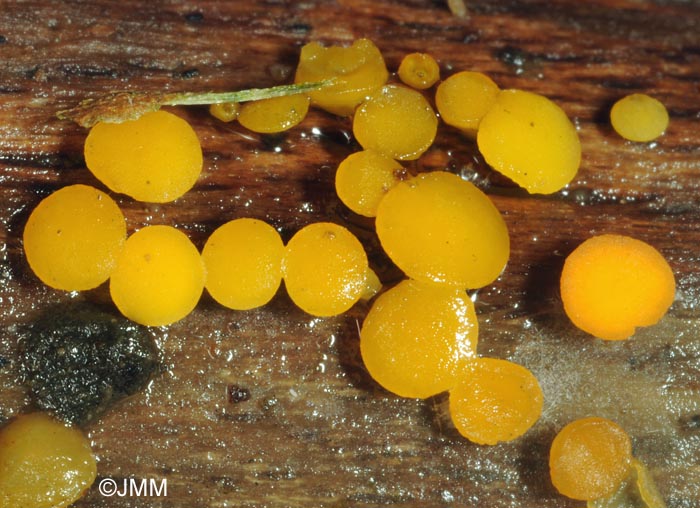 Bisporella citrina