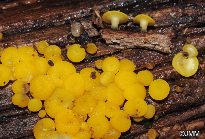 Bisporella citrina