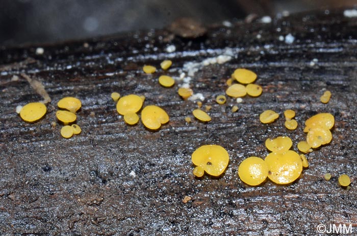 Bisporella citrina