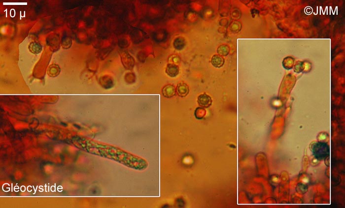 Boidinia furfuracea : microscopie