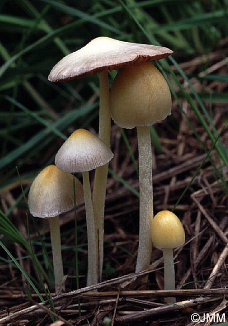 Bolbitius vitellinus