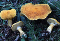 Boletinus cavipes f. aureus