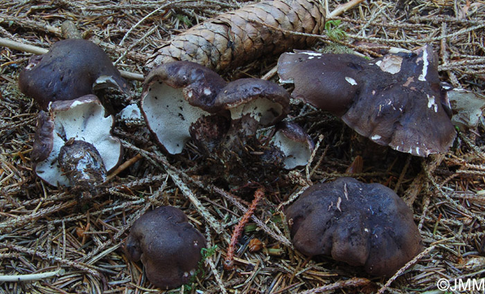 Boletopsis leucomelaena