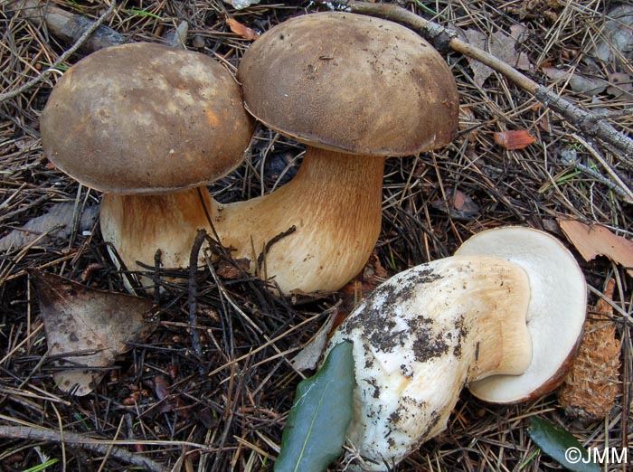 Boletus aereus