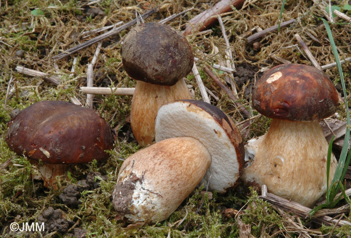 Boletus aereus