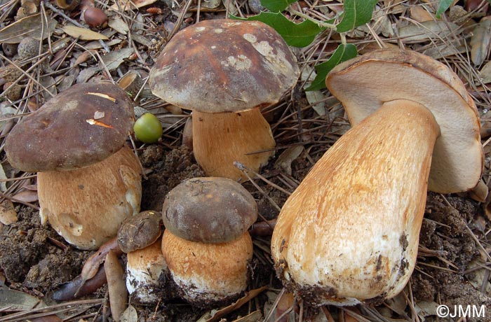 Boletus aereus