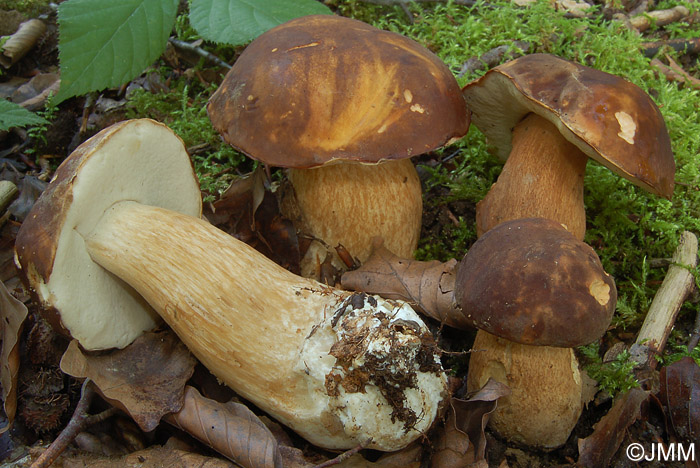 Boletus aereus