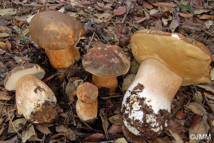 Boletus aereus