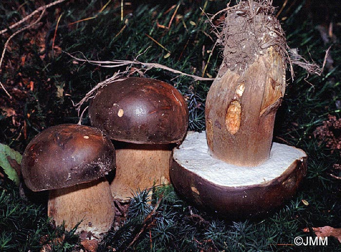 Boletus aereus