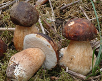 Boletus aereus