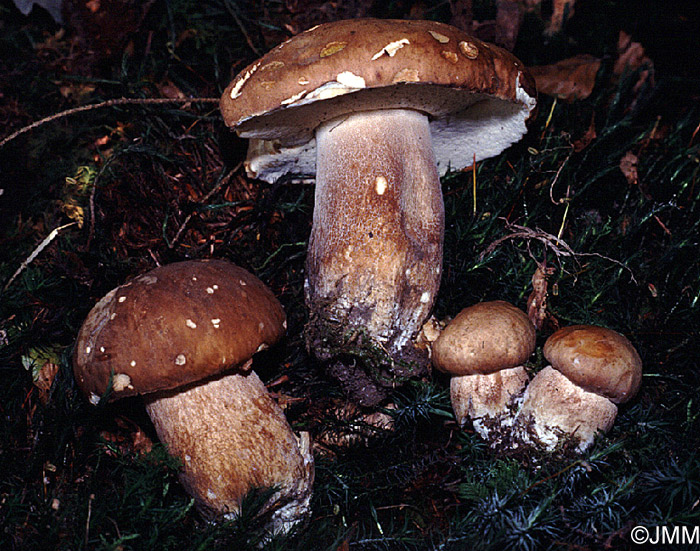 Boletus aestivalis 