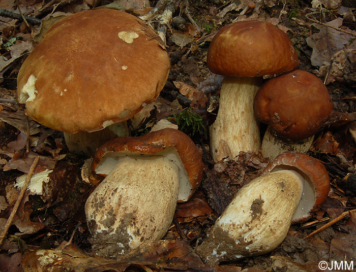 Boletus aestivalis