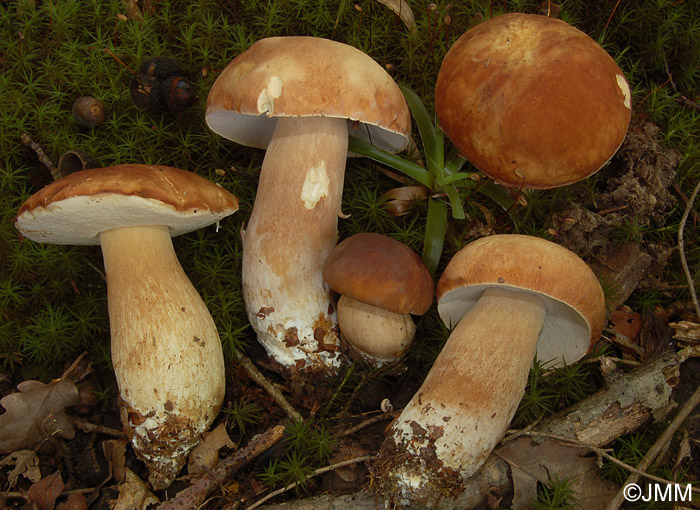 Boletus aestivalis