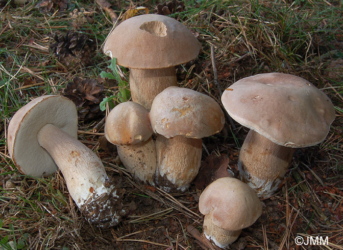 Boletus aestivalis