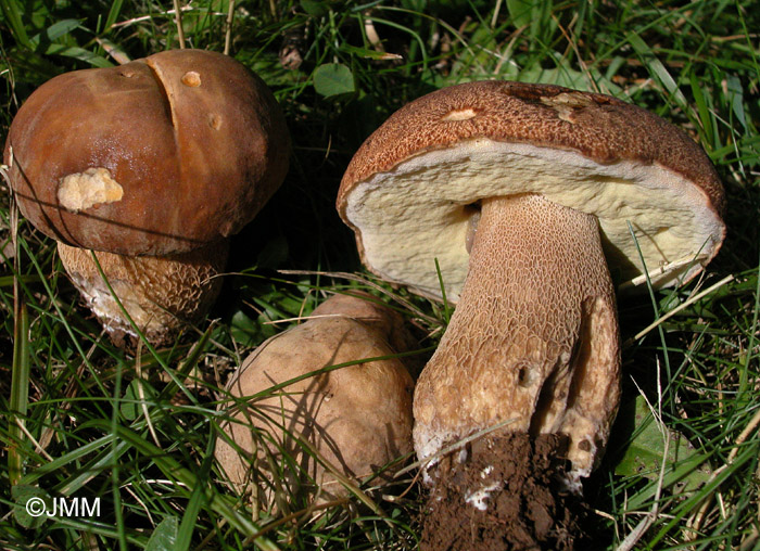 Boletus aestivalis 