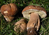 Boletus aestivalis