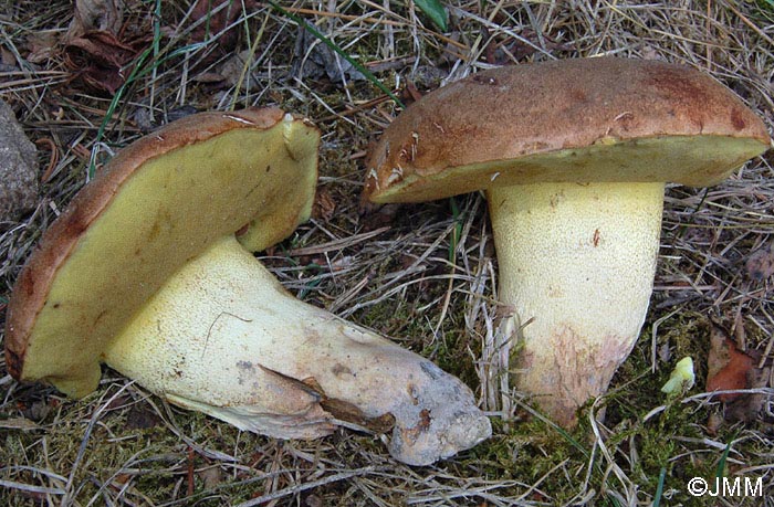 Boletus appendiculatus