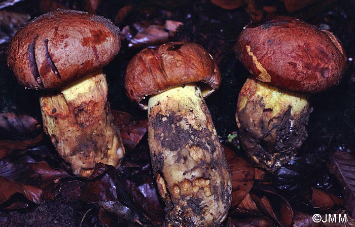 Boletus appendiculatus