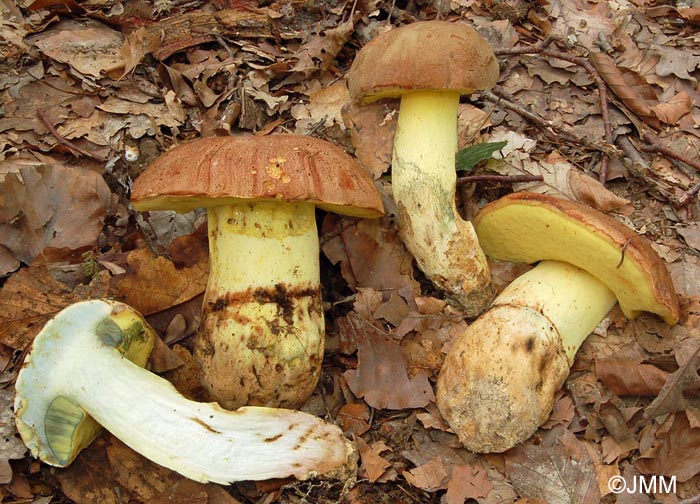 Boletus appendiculatus