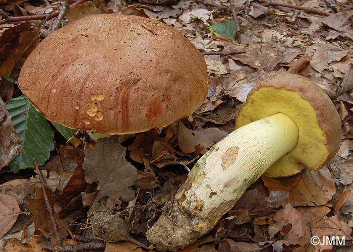 Boletus appendiculatus