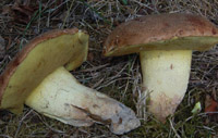 Boletus appendiculatus