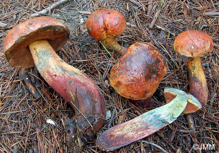 Boletus atlanticus