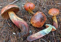 Boletus atlanticus