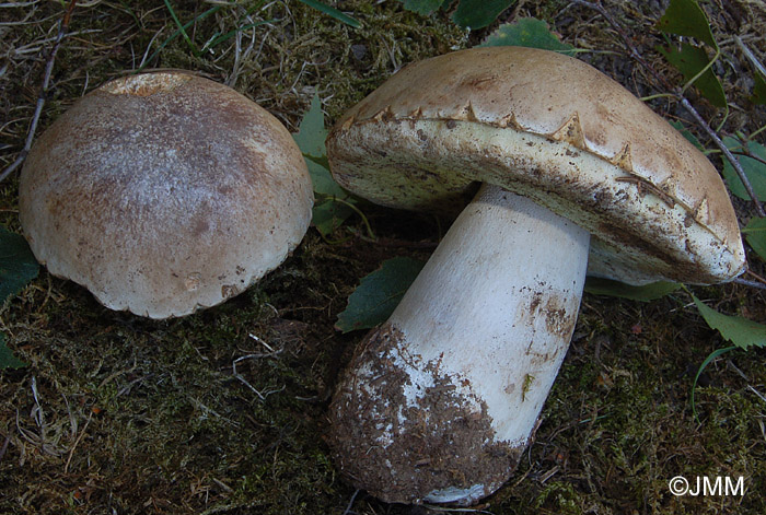 Boletus betulicola