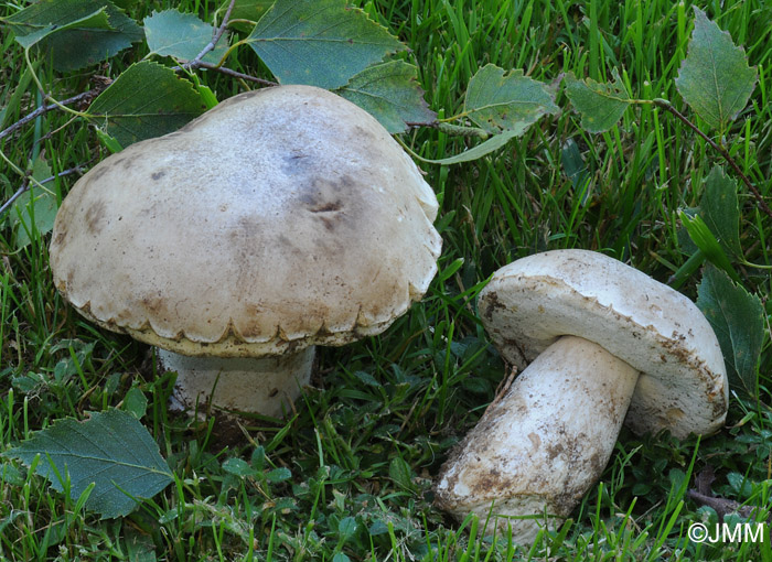 Boletus betulicola