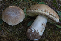 Boletus betulicola