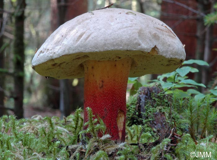 Boletus calopus