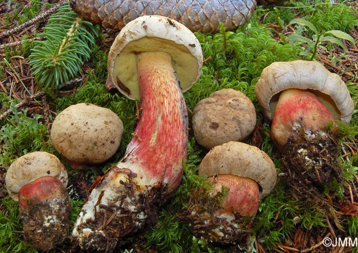 Boletus calopus