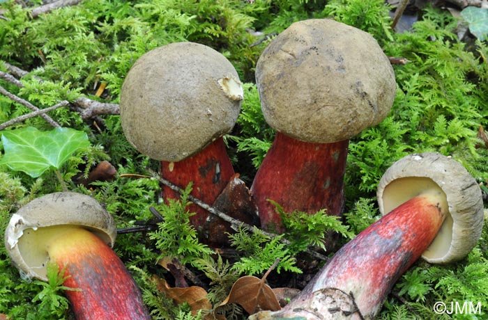 Boletus calopus