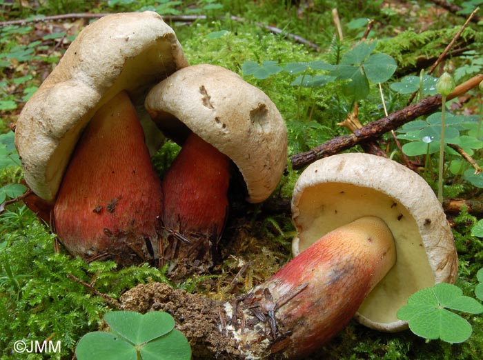 Boletus calopus