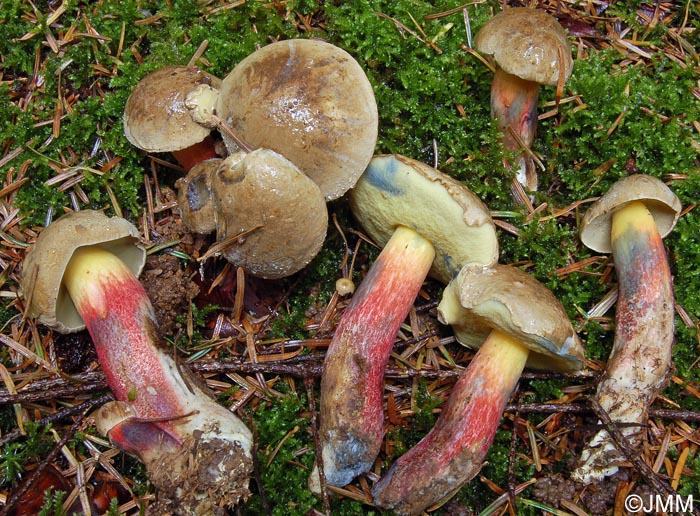 Boletus calopus f. ereticulatus