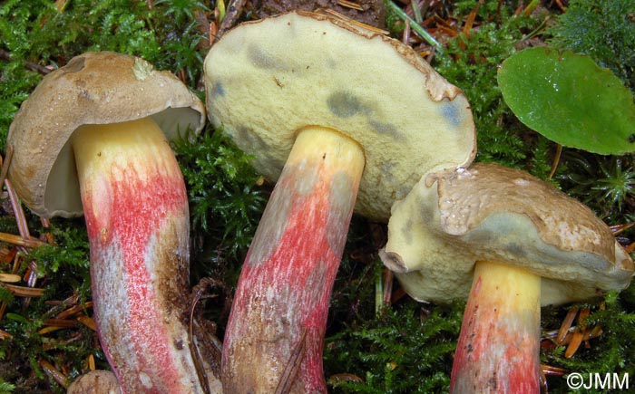 Boletus calopus f. ereticulatus