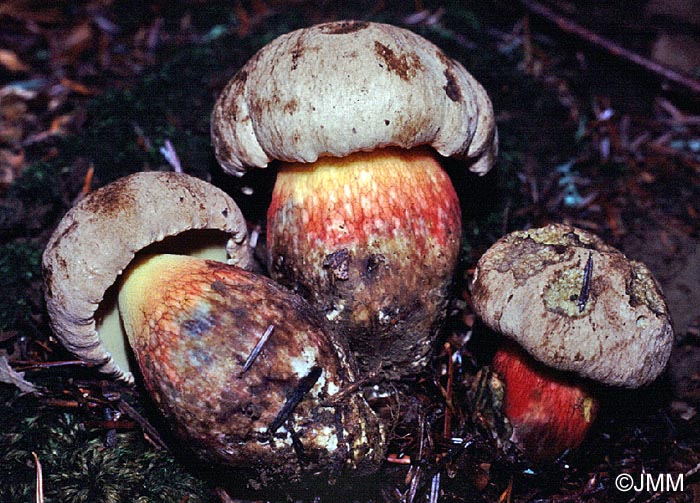 Boletus calopus