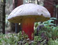 Boletus calopus