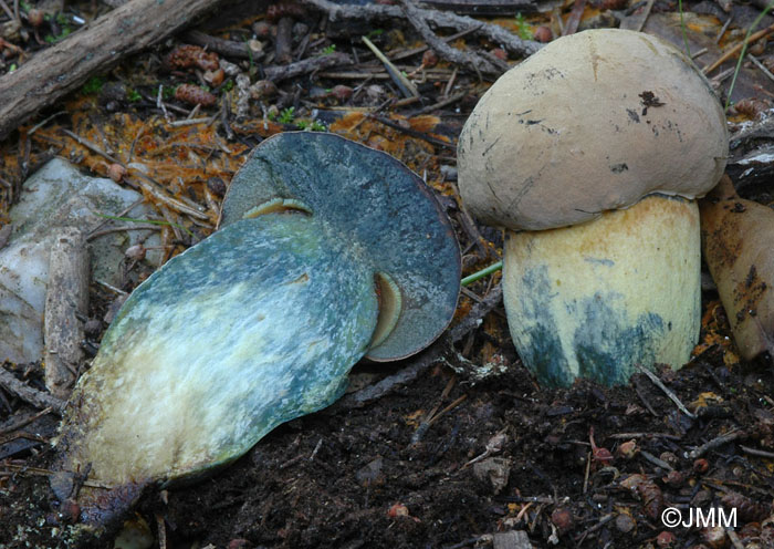 Boletus comptus