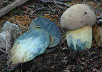 Boletus comptus